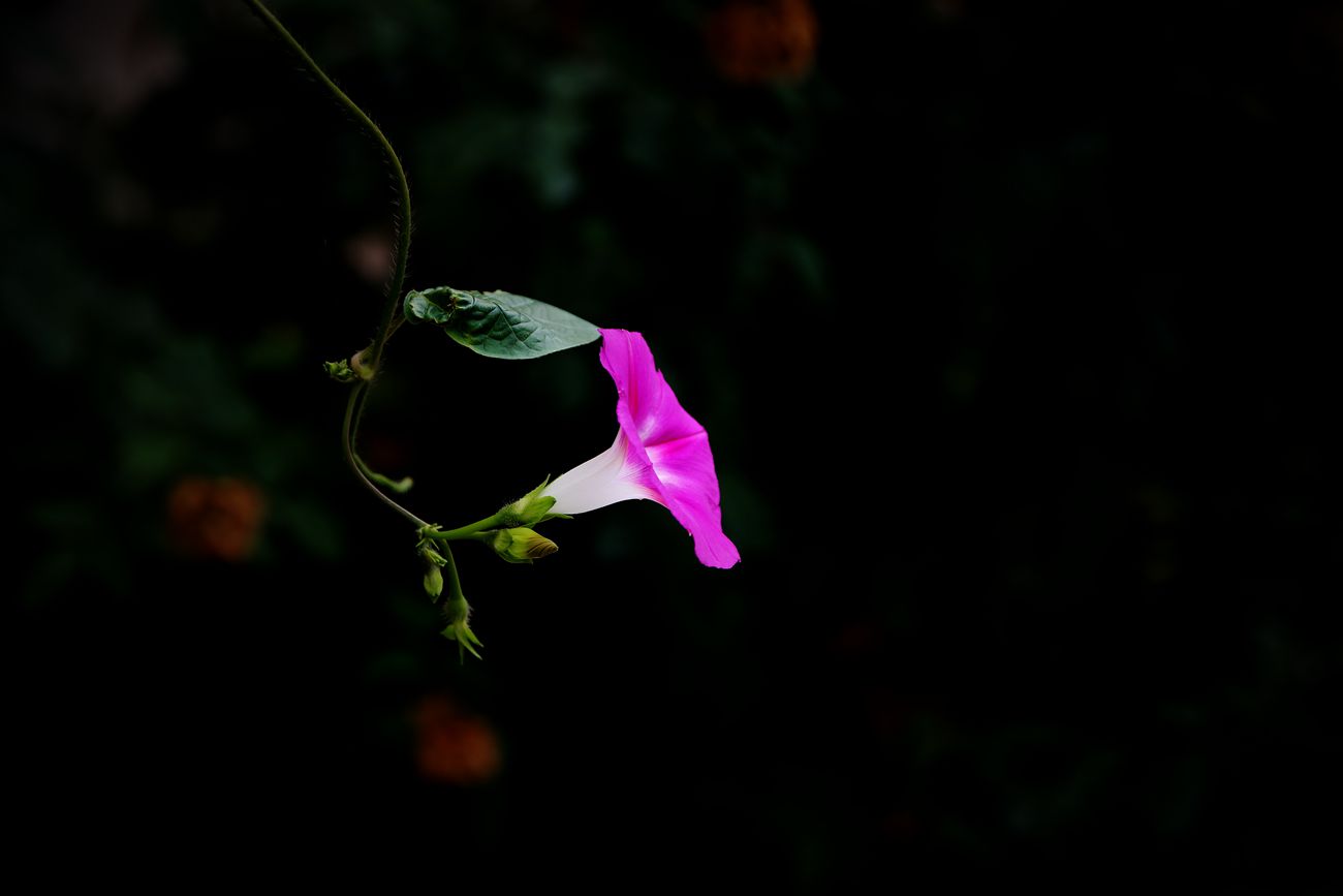 IMG_9656_副本.jpg