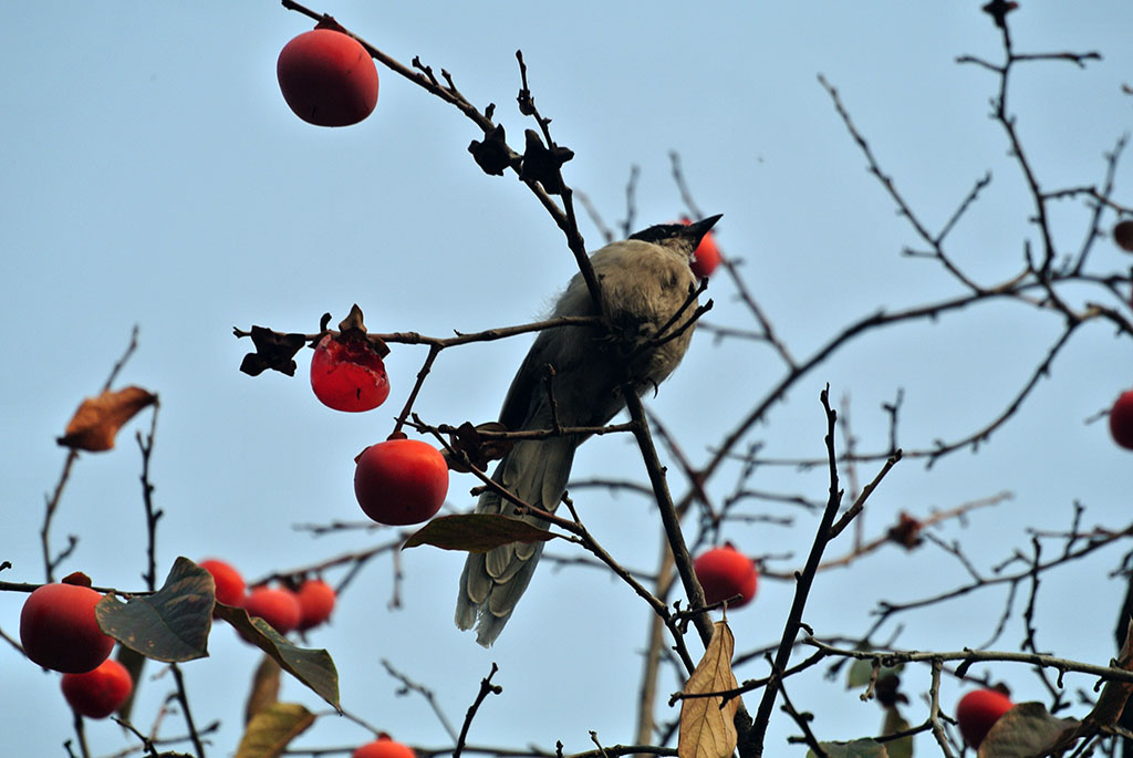 DSC_9222副本.jpg