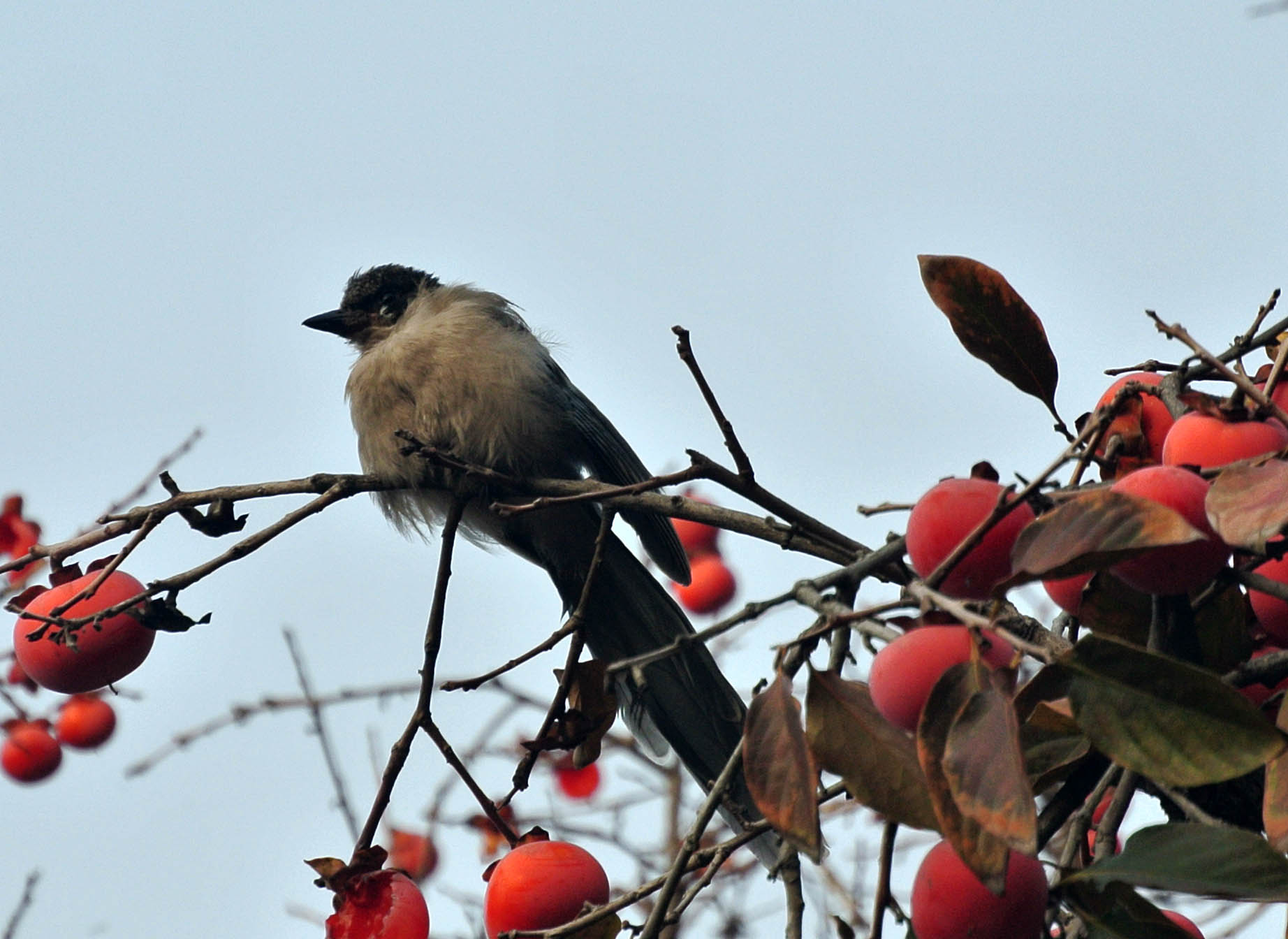 DSC_9225副本.jpg