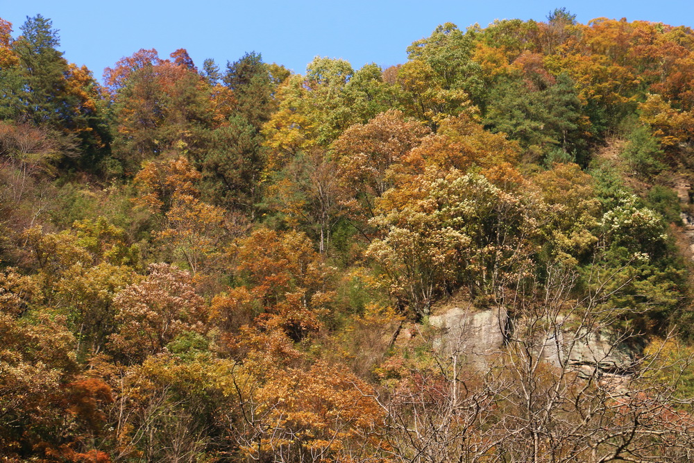 IMG_5337.jpg