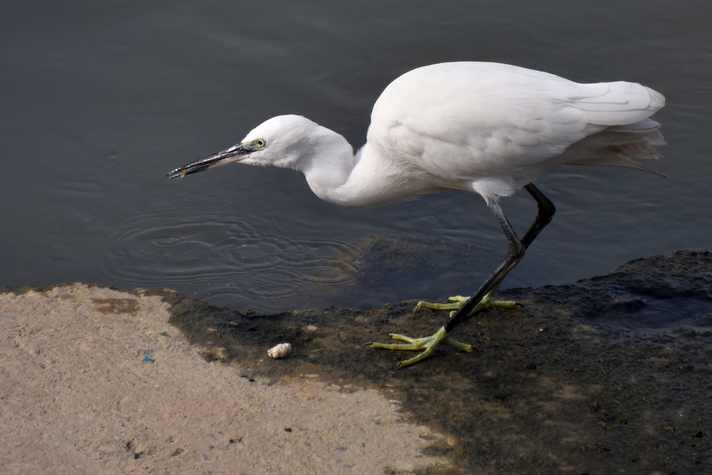 DSC_4207.jpg