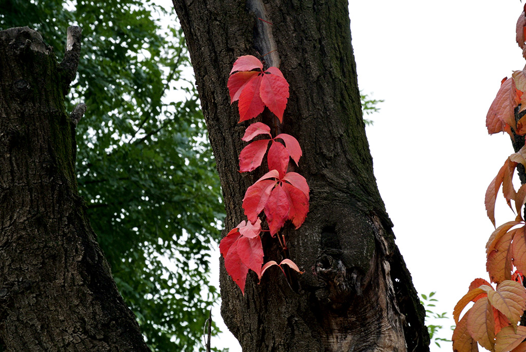 DSC_9269副本.jpg