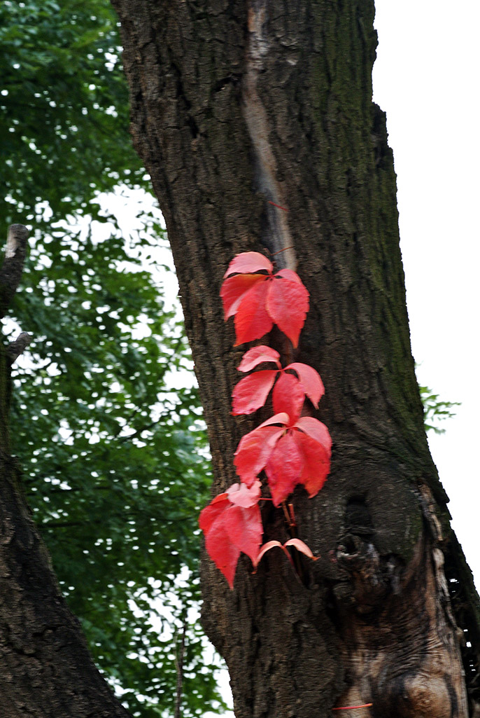 DSC_9268副本.jpg