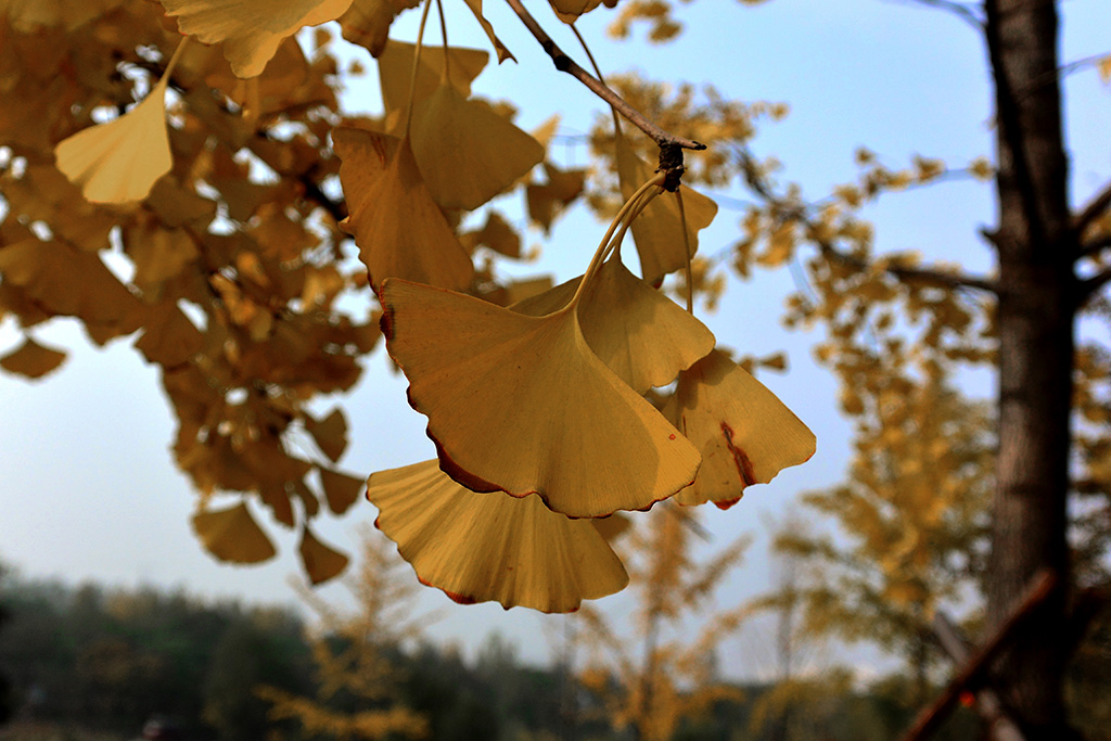 DSC_3452副本.jpg