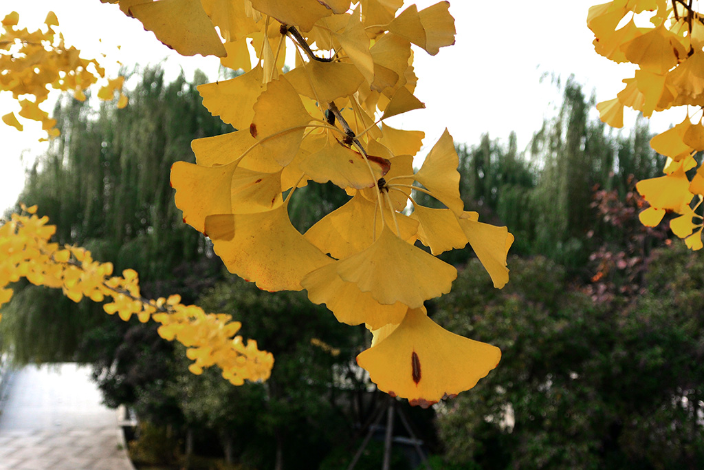 DSC_3453副本.jpg
