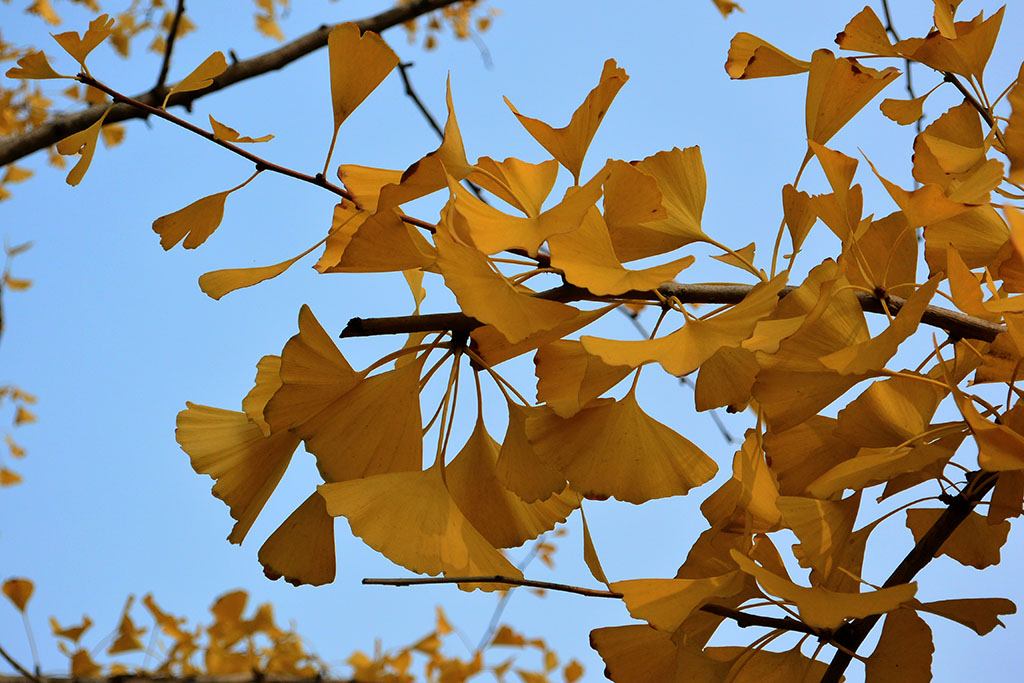 DSC_3455副本.jpg
