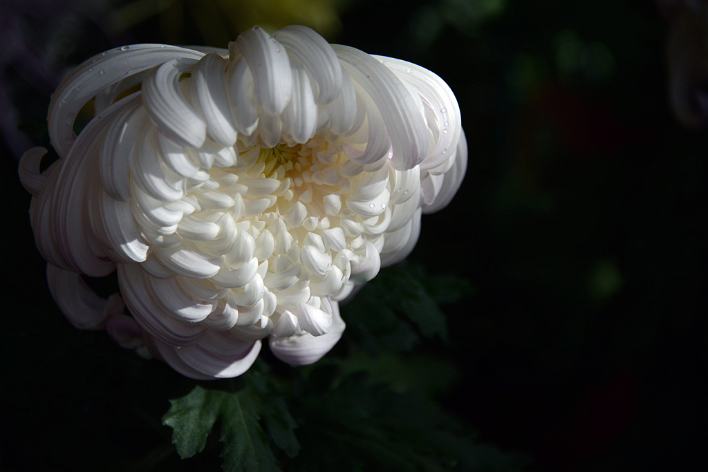 DSC_1698.JPG