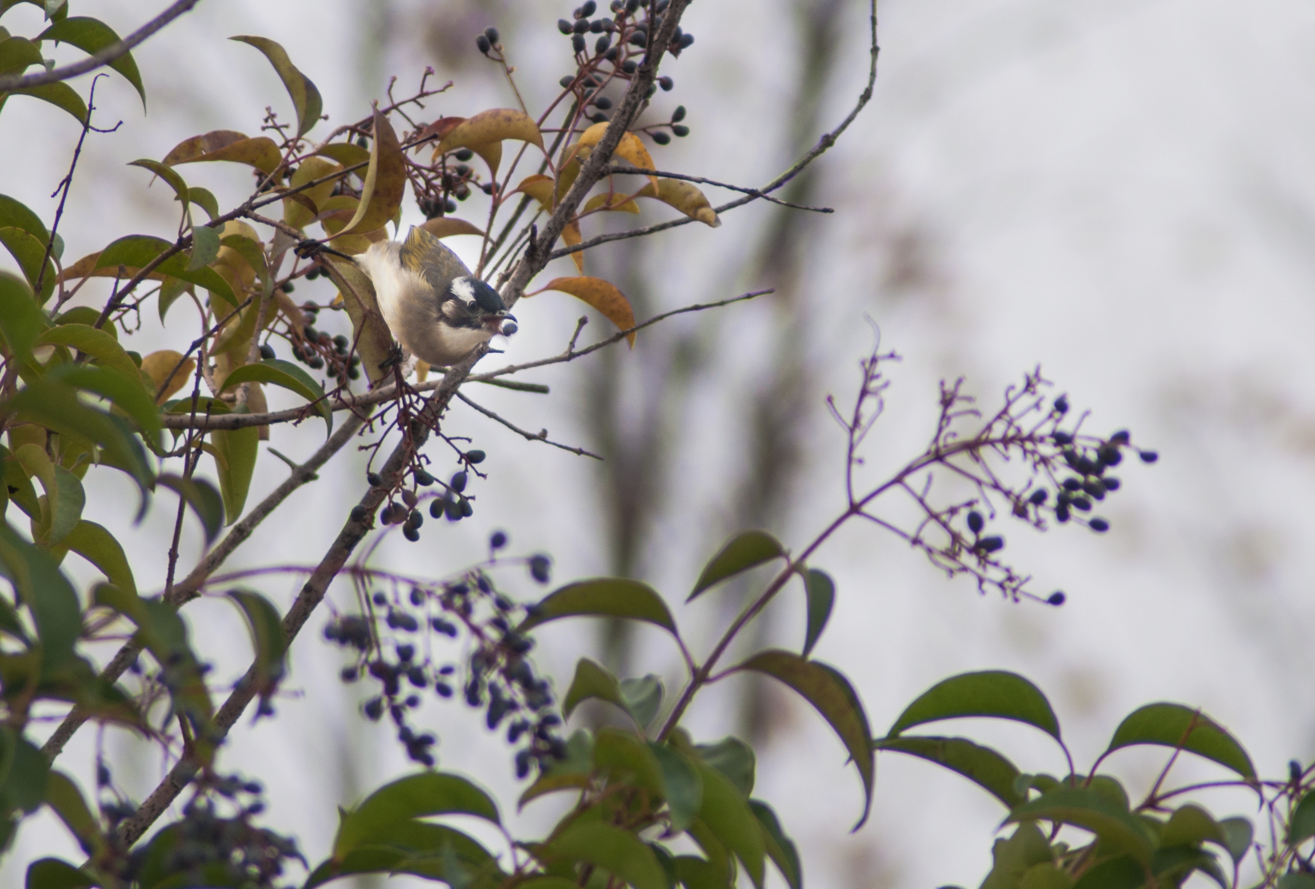 DSC_0750_副本.jpg