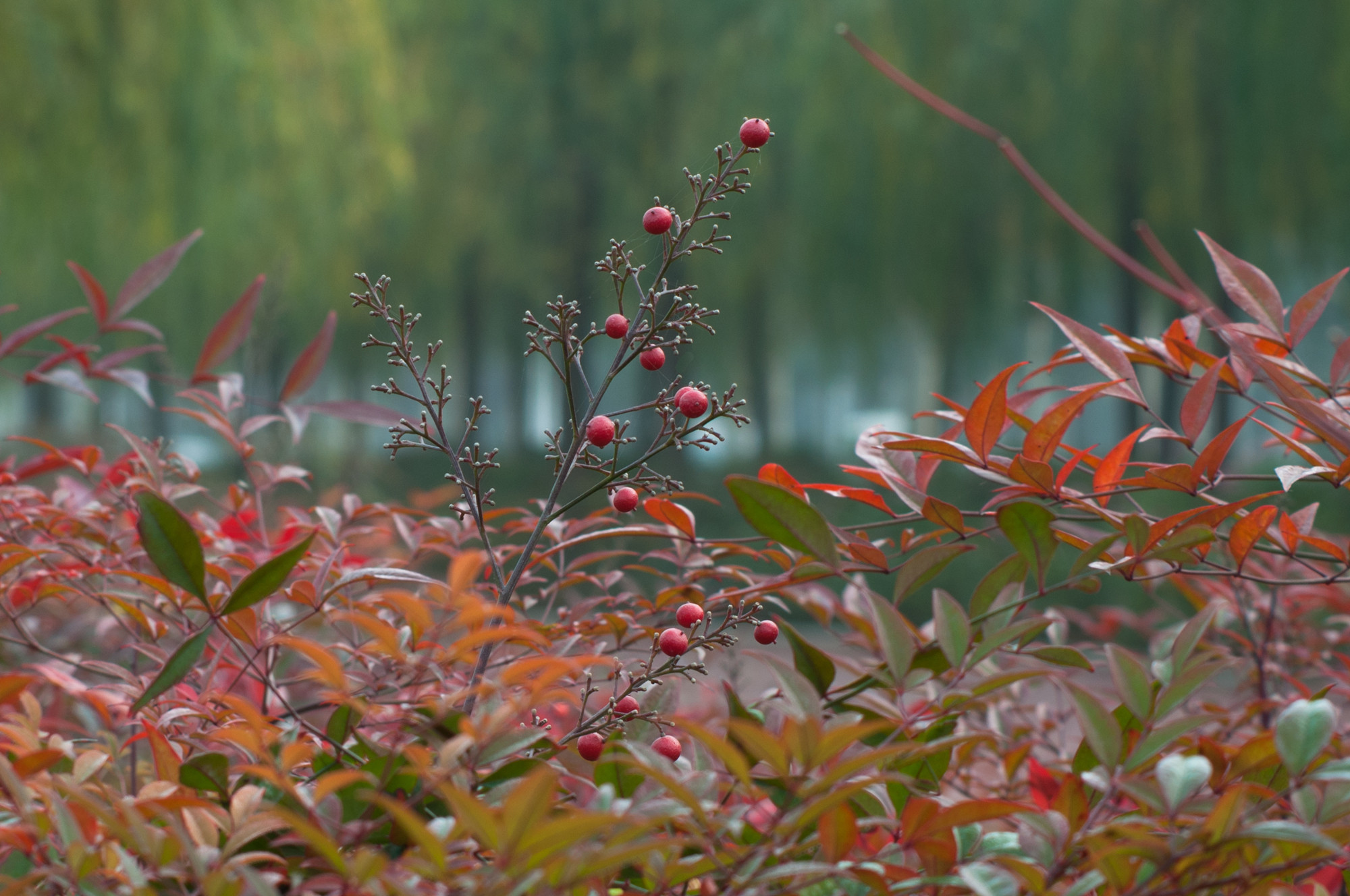 DSC_0801_副本.jpg