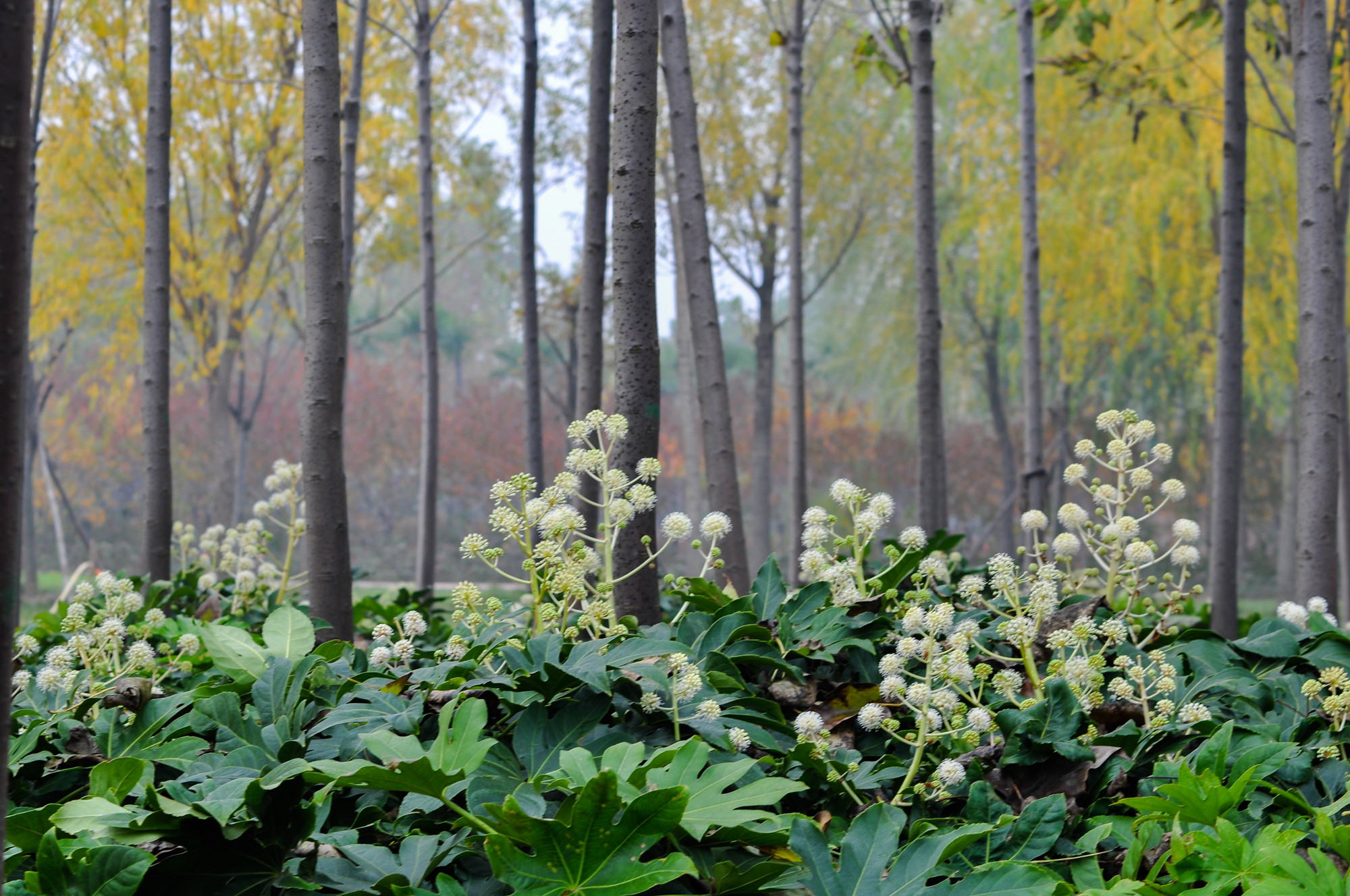 DSC_0701_副本.jpg