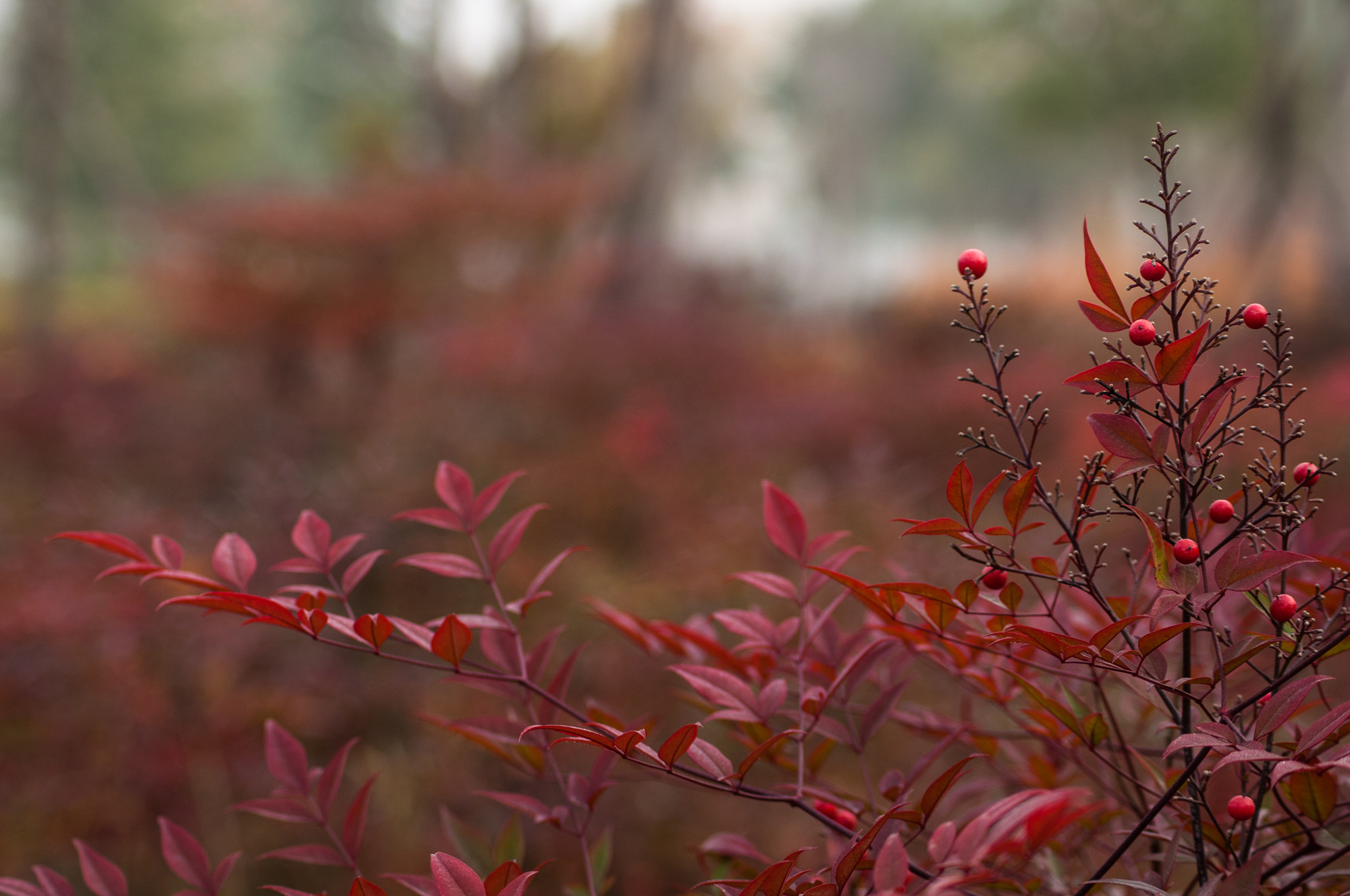 DSC_0781-3_副本.jpg