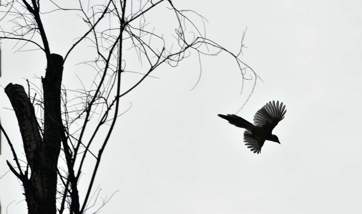 DSC_2198_副本0_副本.jpg
