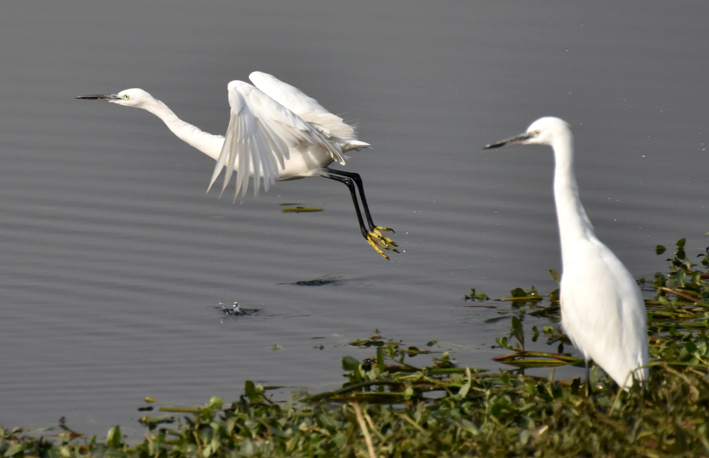 DSC_4516.jpg