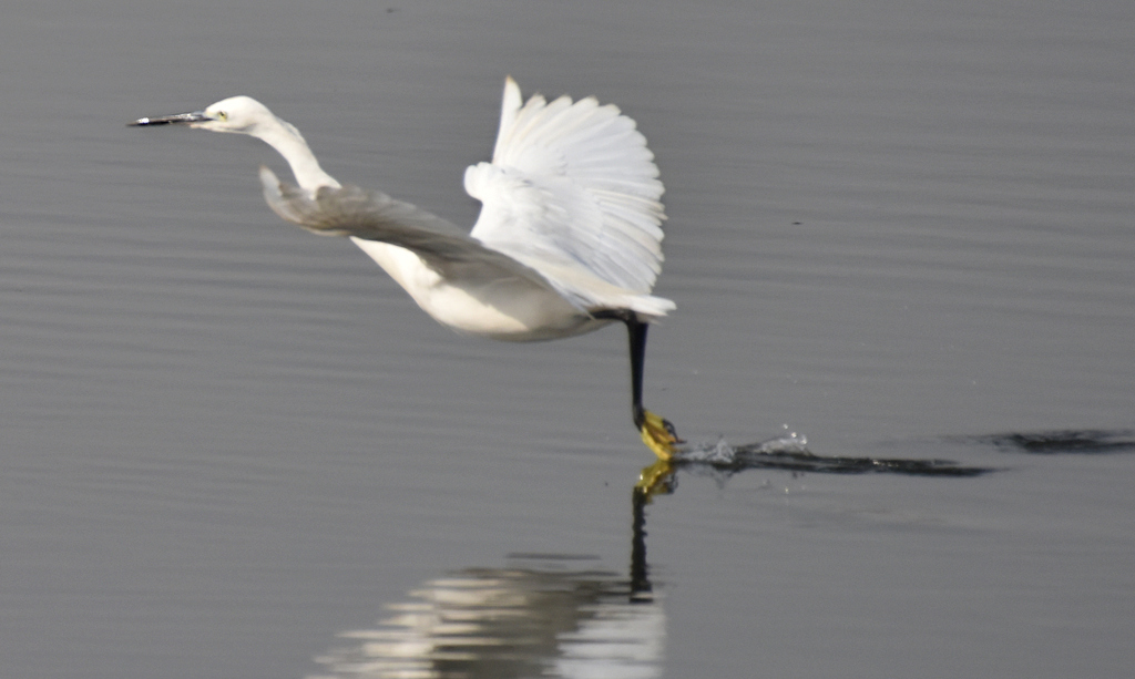 DSC_4517.jpg