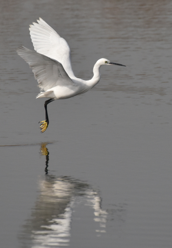 DSC_4527.jpg