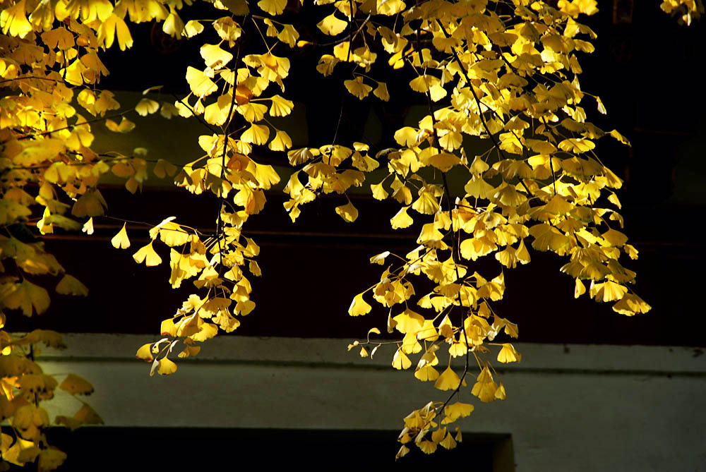 公园秋色 (11).jpg