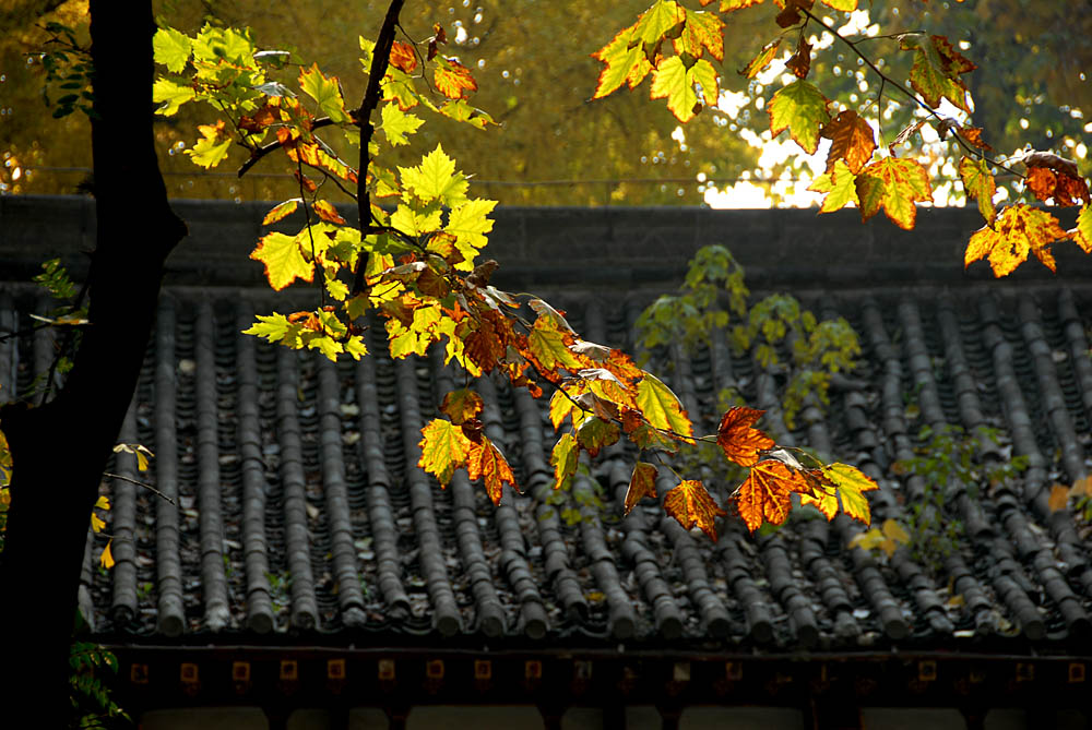 公园秋色 (17).jpg