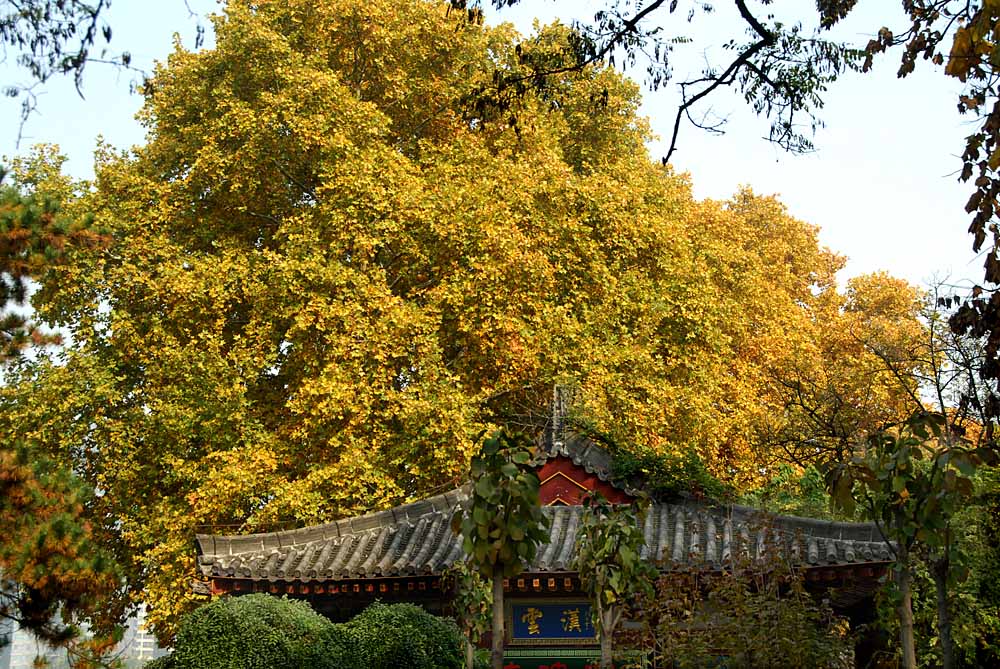 公园秋色 (22).jpg