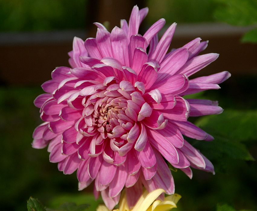菊 花 (2).jpg