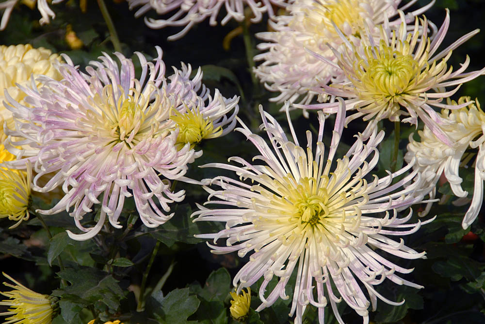 菊 花 (3).jpg
