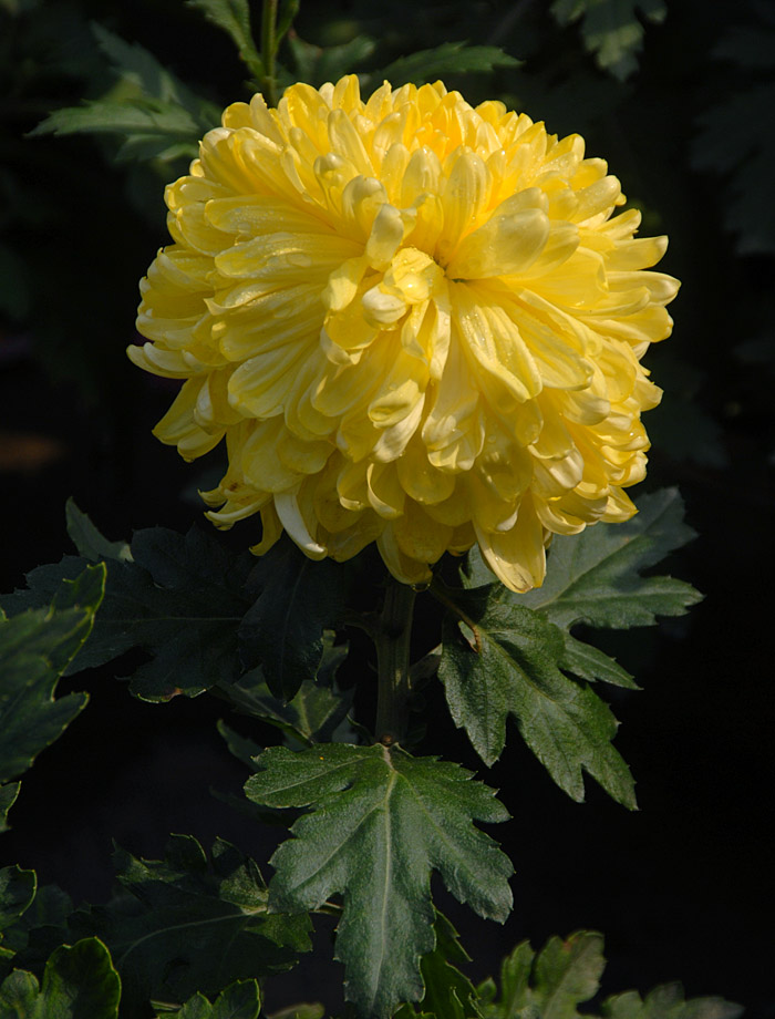 菊 花 (4).jpg