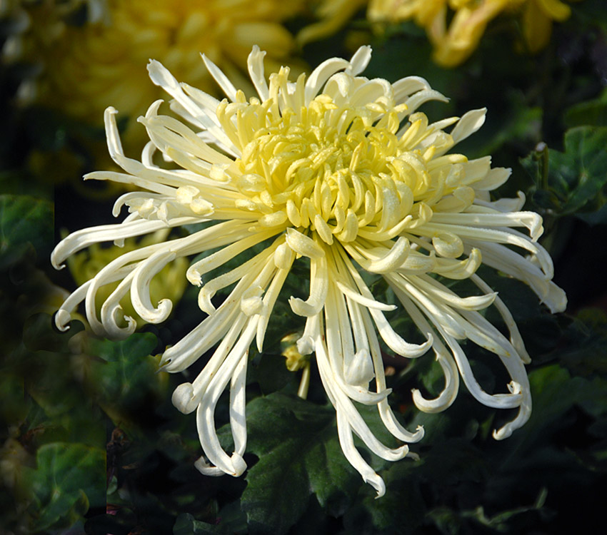 菊 花 (5).jpg