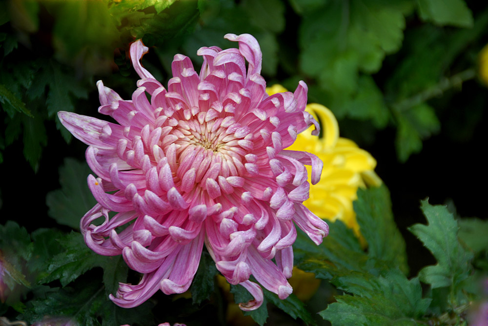 菊 花 (6).jpg