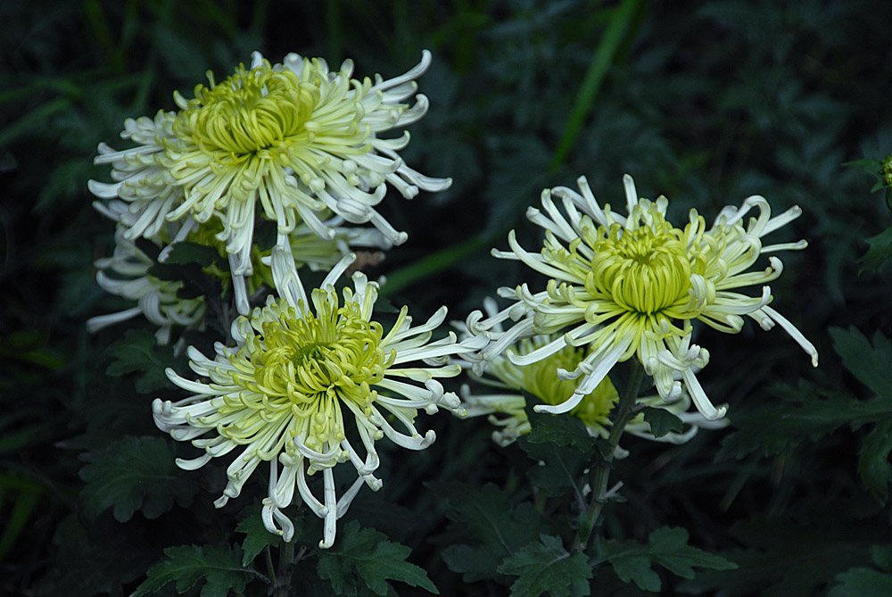 菊 花 (9).jpg