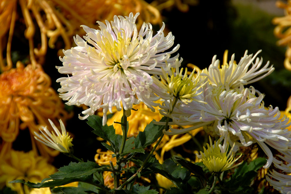 菊 花 (10).jpg
