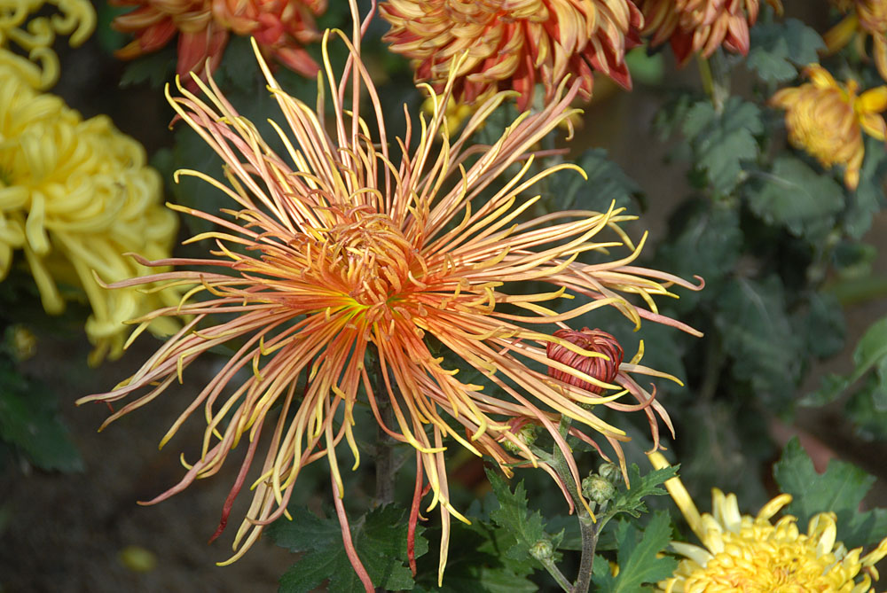 菊 花 (12).jpg