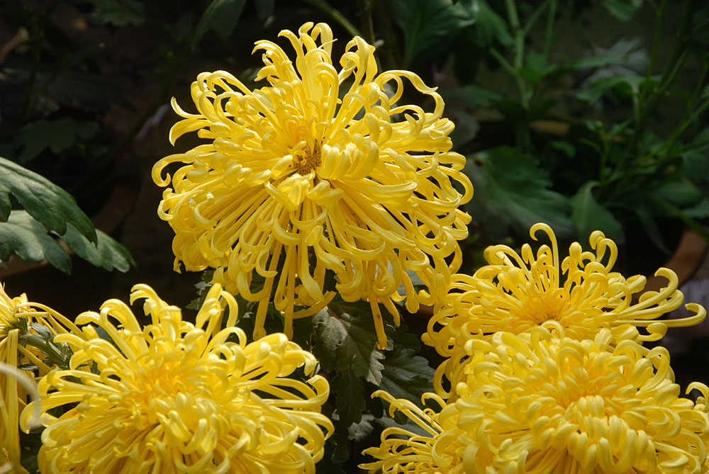 菊 花 (13).jpg