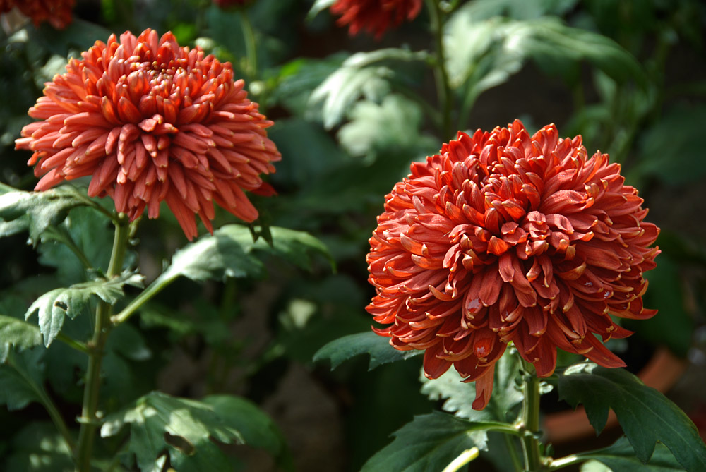 菊 花 (14).jpg