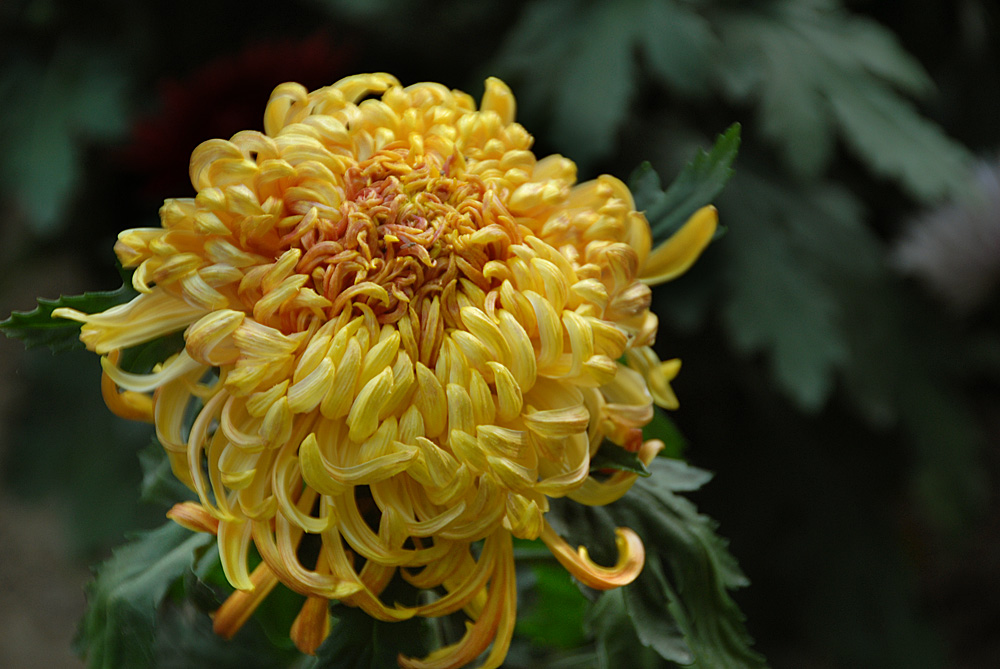 菊 花 (17).jpg
