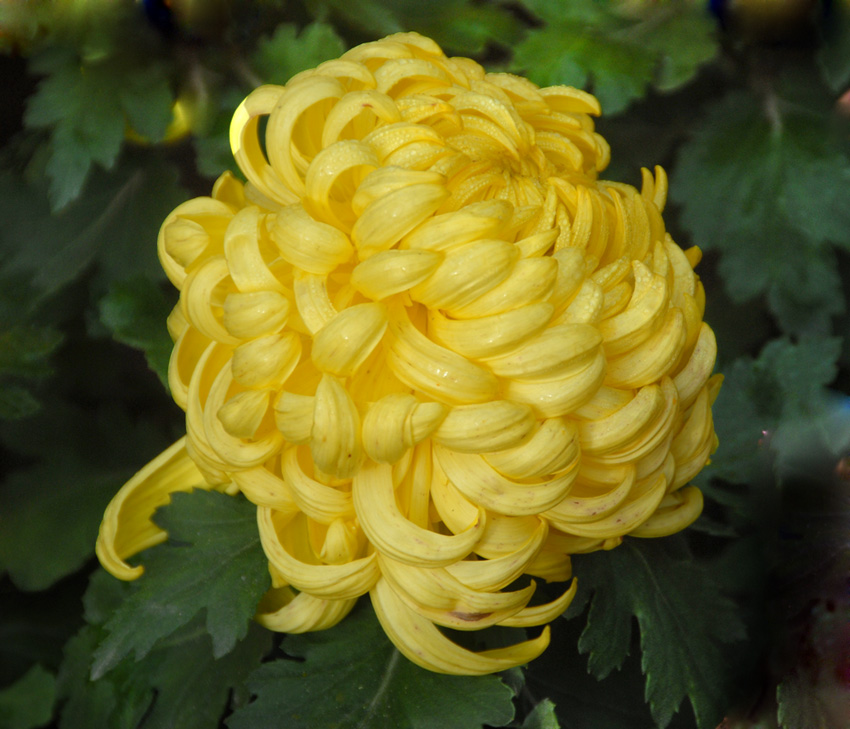 菊 花 (24).jpg