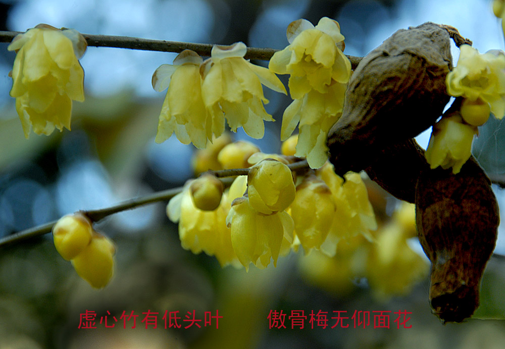 腊 梅 (6).jpg