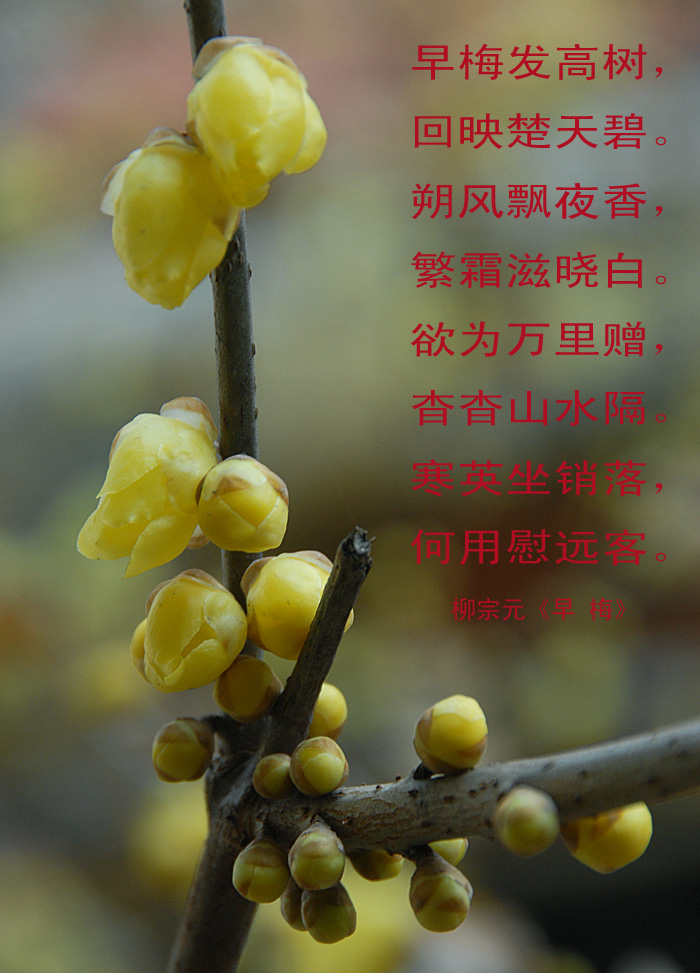 腊 梅 (14).jpg