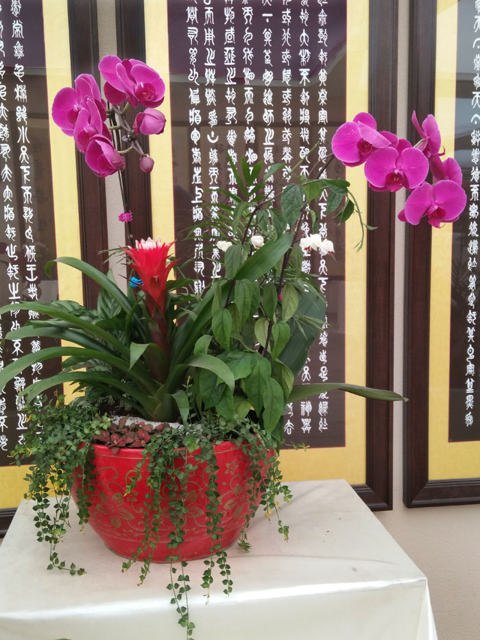 蝴蝶兰 (14).jpg
