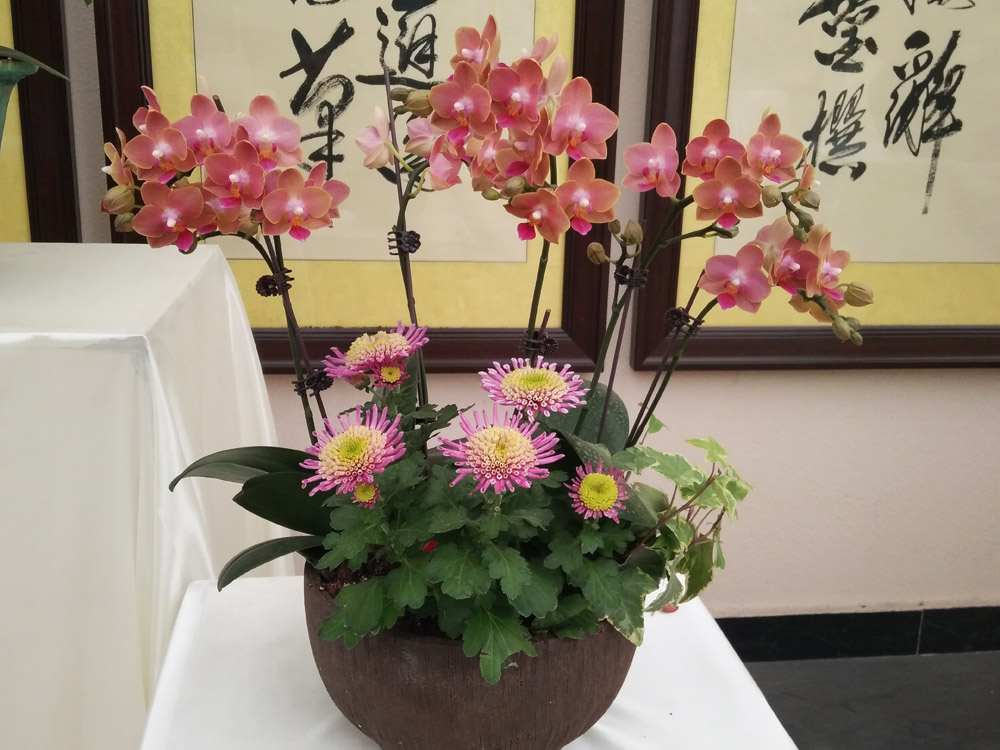 蝴蝶兰 (15).jpg