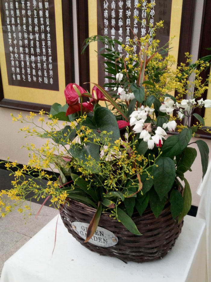 蝴蝶兰 (18).jpg