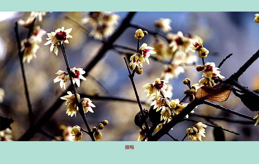 DSC08779_副本.jpg