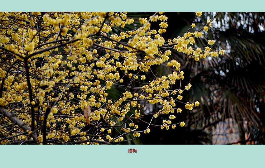 DSC08806_副本.jpg