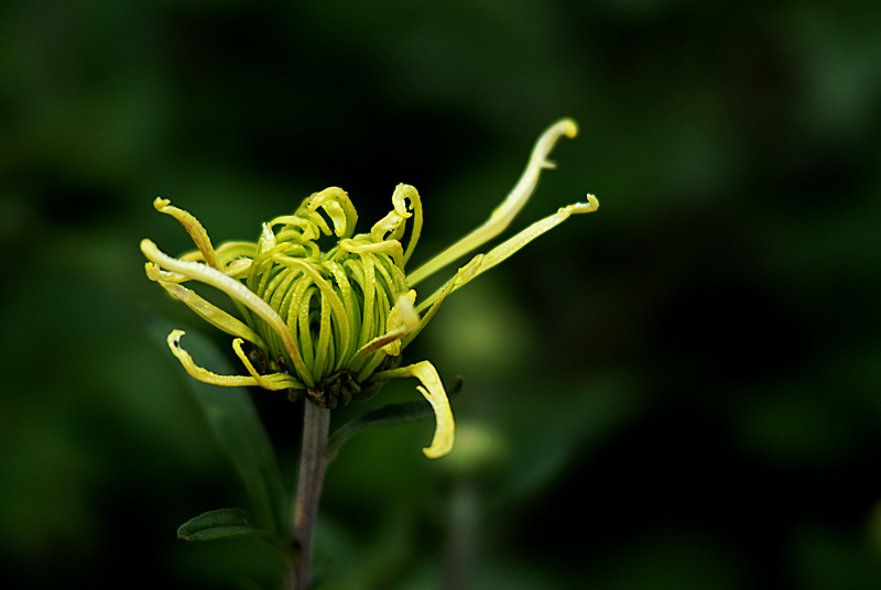 秋菊 (6).jpg