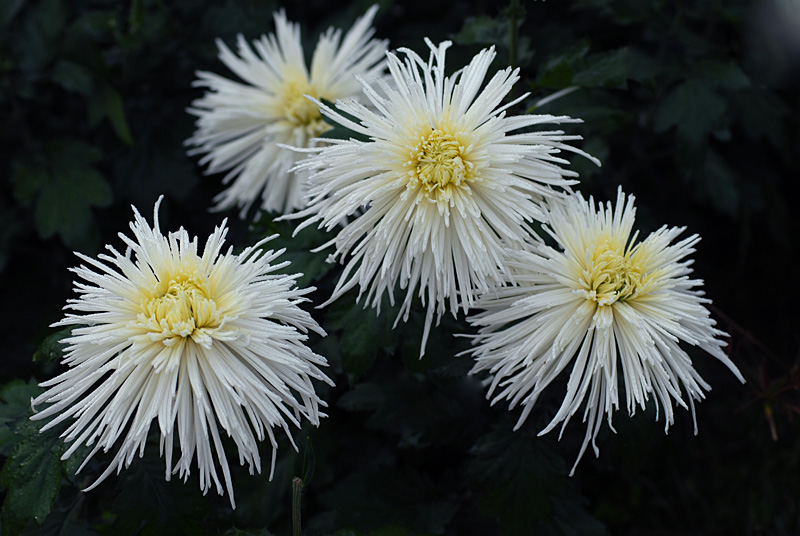 秋菊 (35).jpg