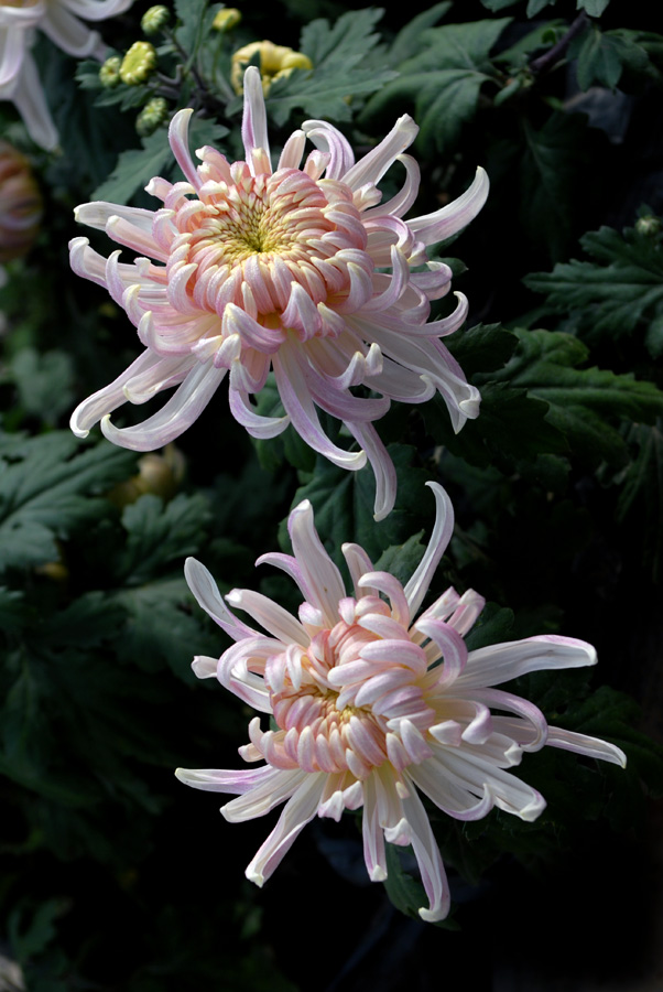 秋菊 (40).jpg