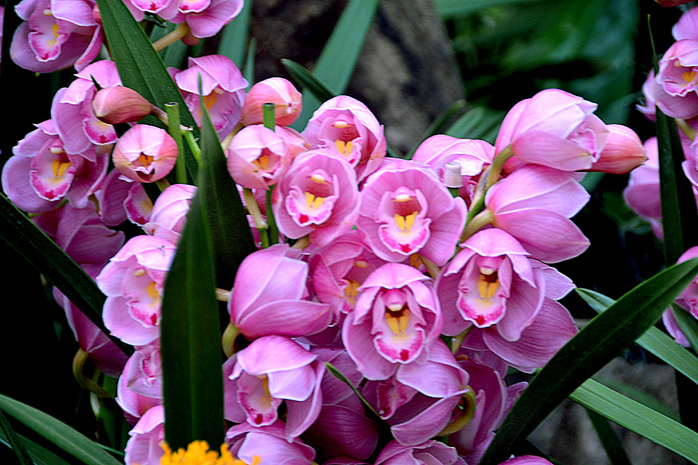 花世界 (9).jpg