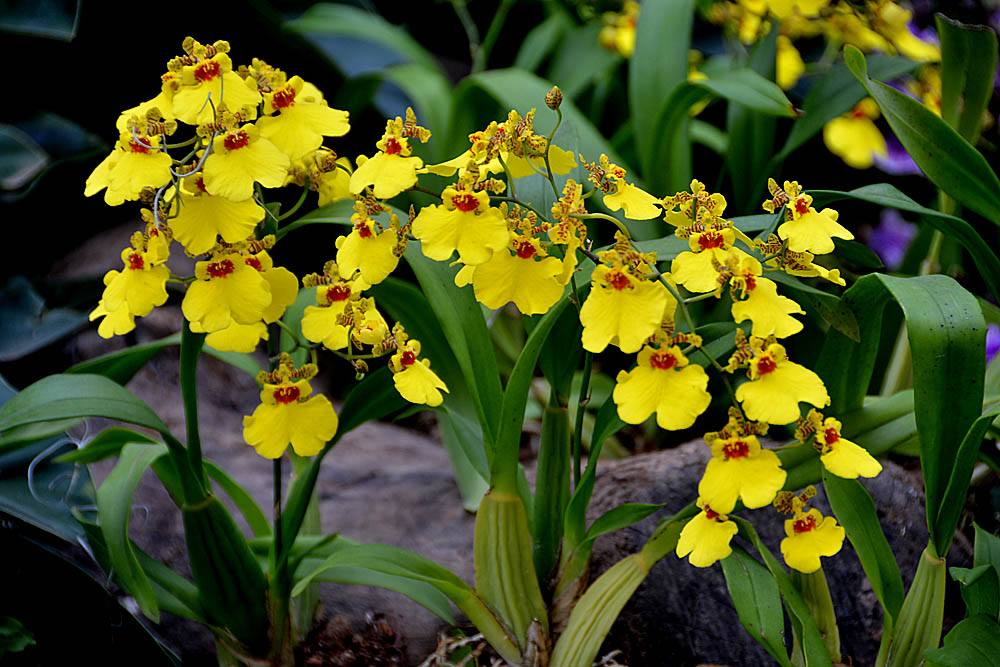 花世界 (10).jpg