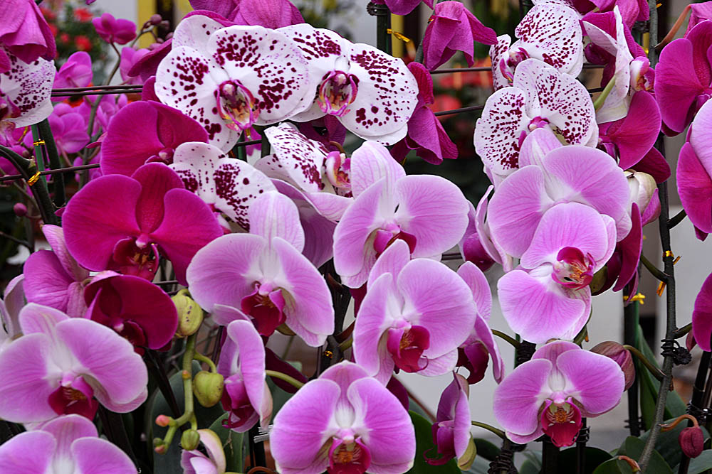 花世界 (13).jpg