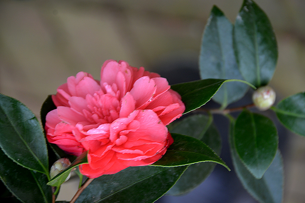 花世界 (34).jpg