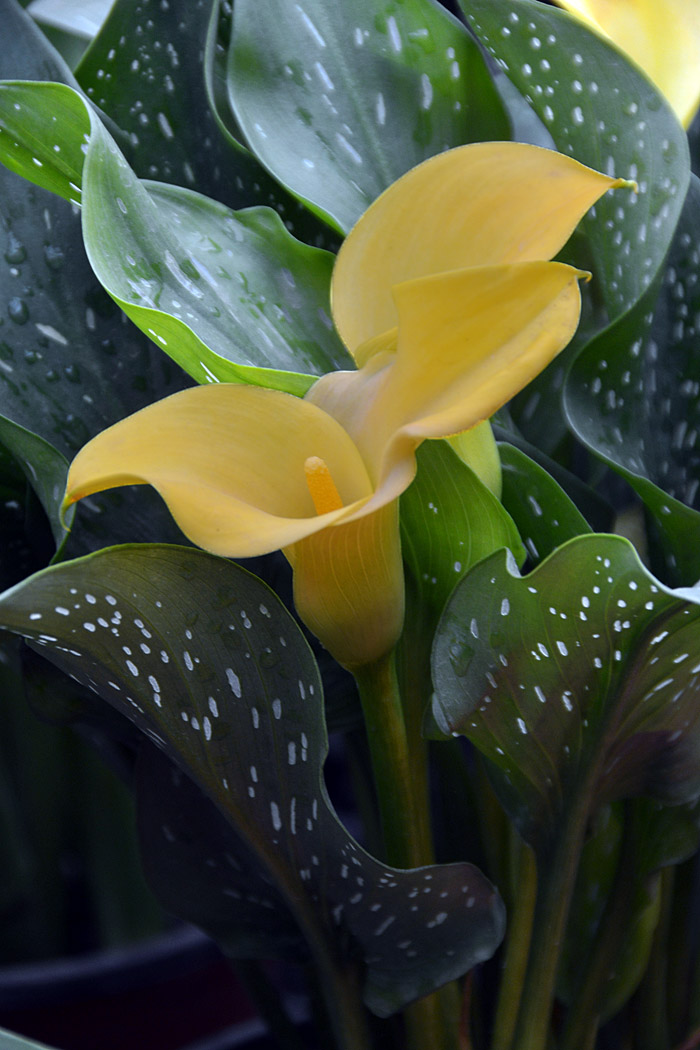 花世界 (38).jpg