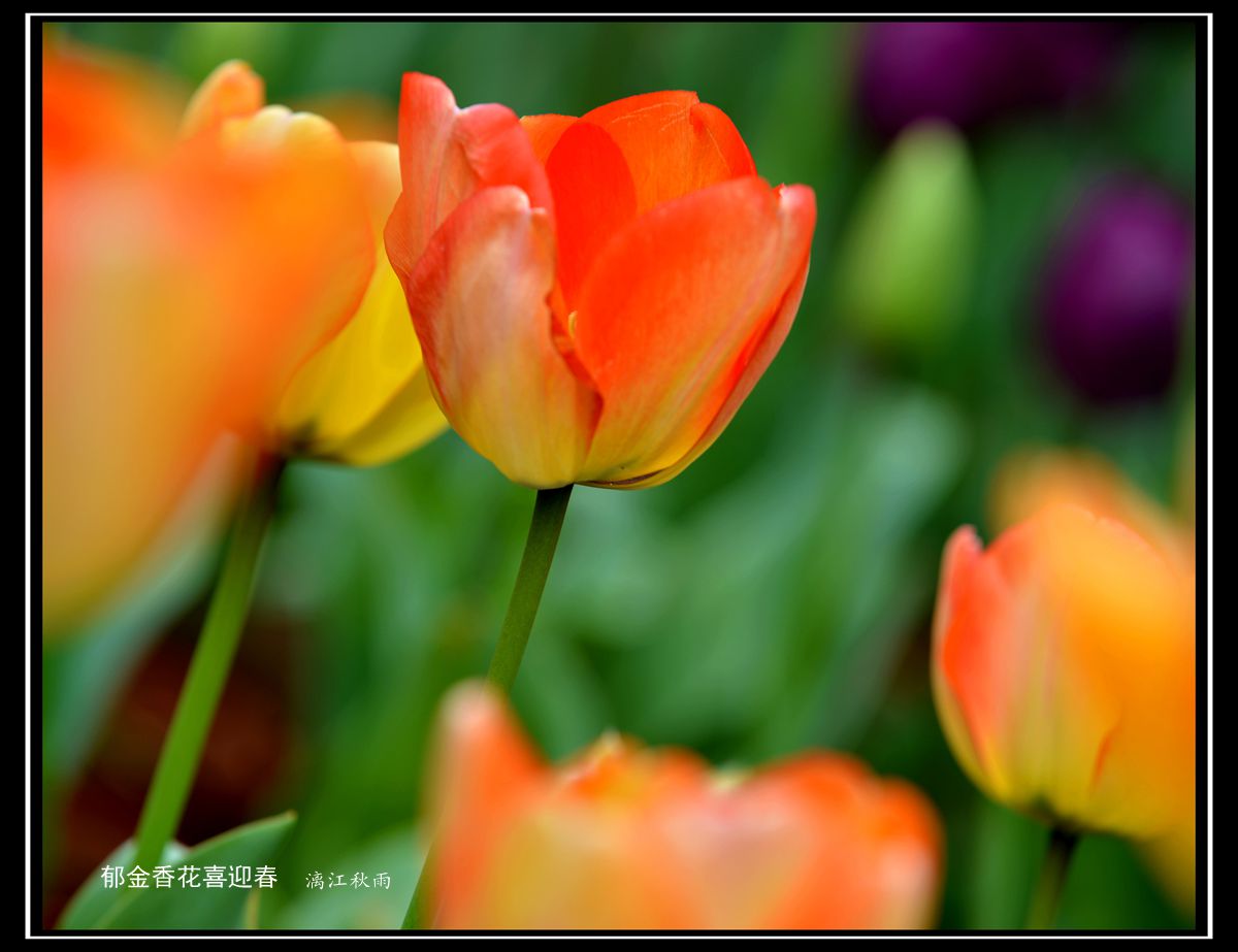 DSC_4261_副本.jpg